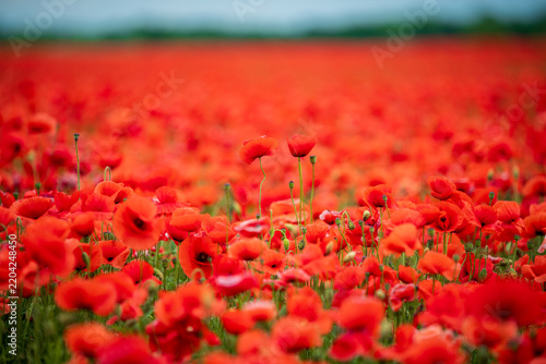 Vibrant Red Poppy Flowers Landscape