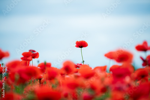 Field of Poppies Under the Sky