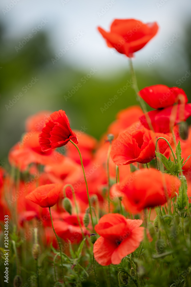 Obraz premium Vibrant Red Poppy Flowers Landscape
