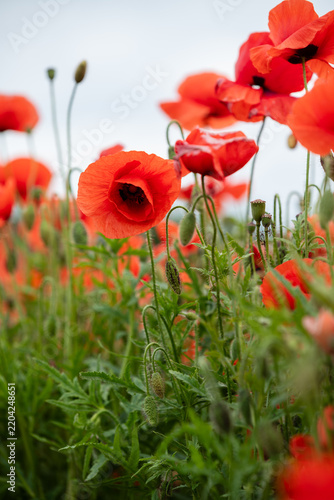 Vibrant Red Poppy Flowers Landscape