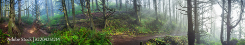 Beautiful wide panoramic view of a hiking trail in a mysterious misty green forest at sunrise