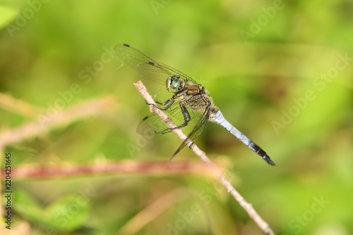 Libelle