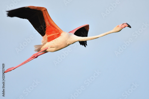 Flamingo im Flug 