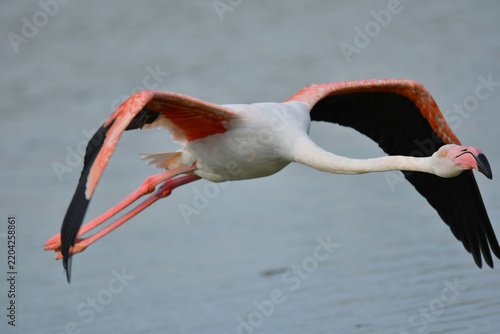 Rosaflamingo im Flug