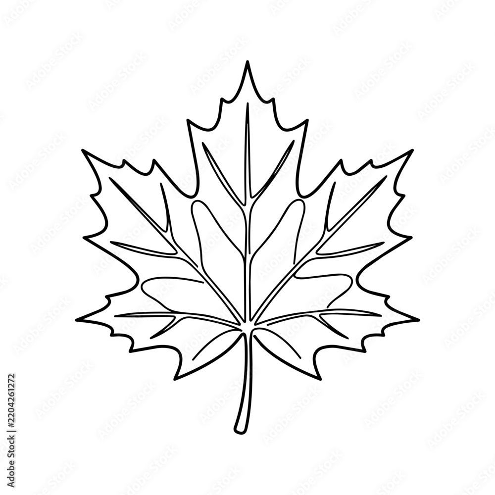 Fototapeta premium Black and white maple leaf line art outline vector