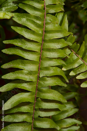 Close-up of fern plant leaves against a dark background.