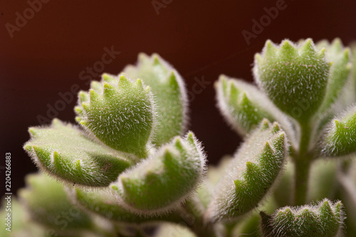 Close-up of a succulent plant against a dark background.