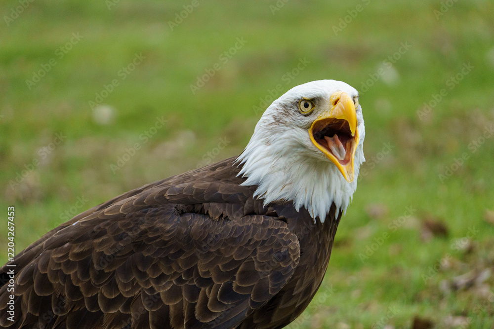 Obraz premium Bald Eagle Screaming with Open Beak⁠