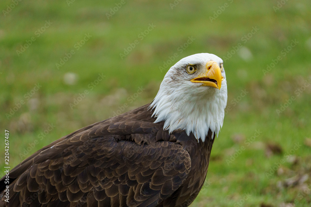 Obraz premium Bald Eagle Profile Portrait Close Up⁠