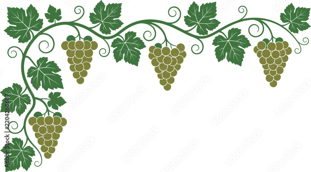 Obraz premium Elegant grapevine corner border vector illustration featuring hanging clusters of green grapes swirling vine tendrils and detailed leaves isolated on white background