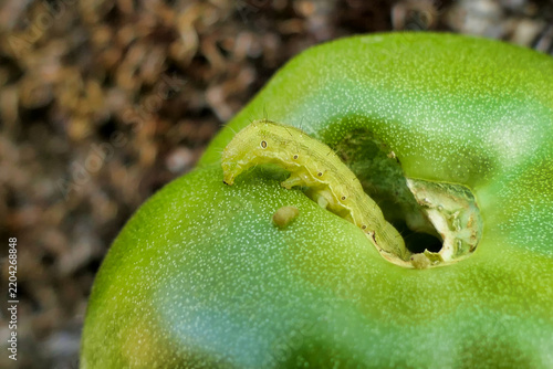 Tomato Fruitworm burrowing into a green tomato and laying eggs on the surface
