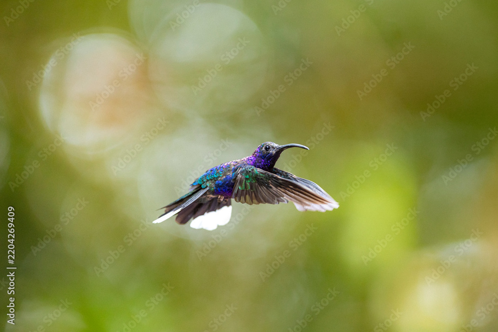 Obraz premium Violet-saberwing hummingbird flying showing iridescent plumage in nature