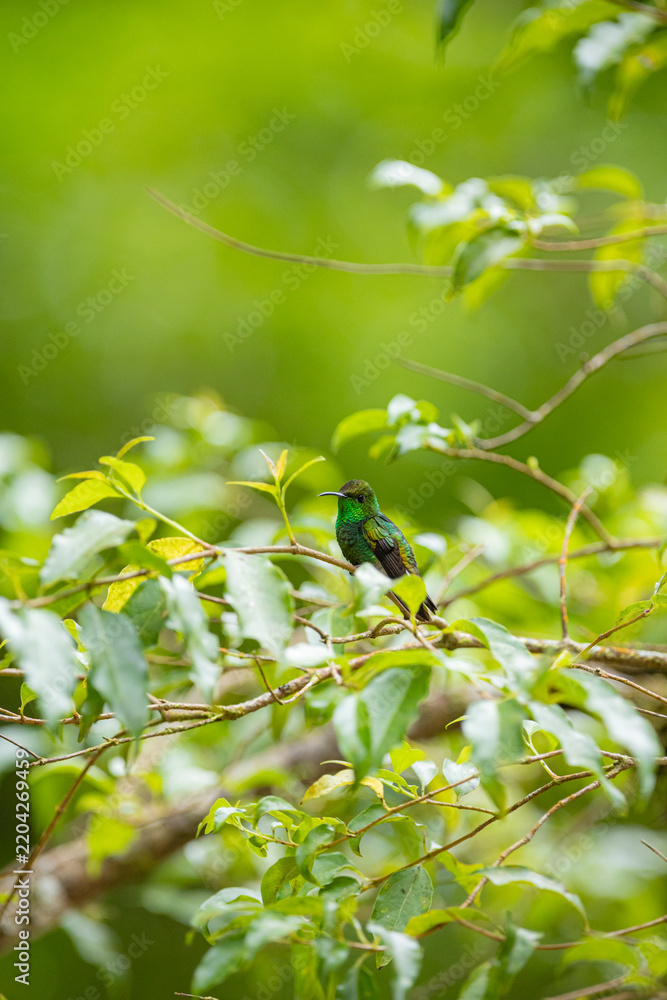 Fototapeta premium Green hummingbird perching on branch in lush rainforest