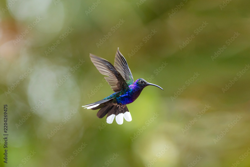 Fototapeta premium Violet sabrewing hummingbird flying with iridescent feathers