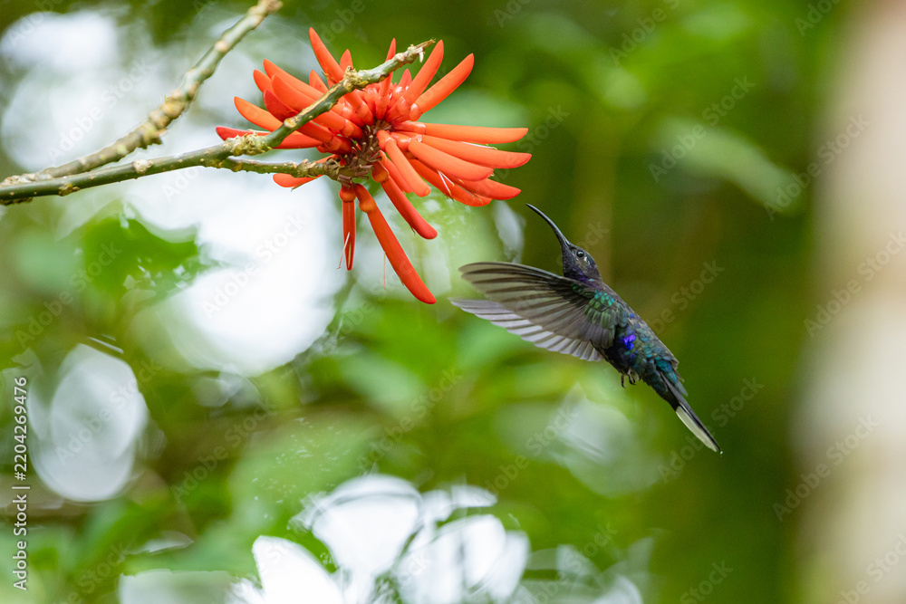 Fototapeta premium Hummingbird hovering near red flower collecting nectar