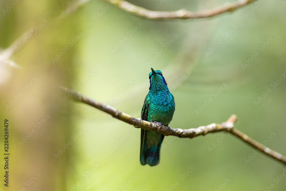 Fototapeta premium Iridescent green hummingbird perched on branch looking up