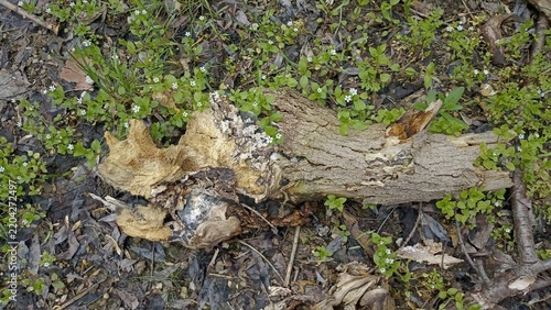 bark background, tree bark background, grey bark with cracks