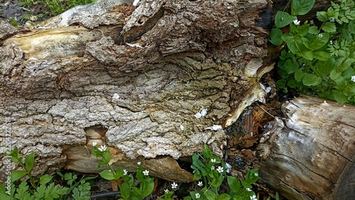 bark background, tree bark background, grey bark with cracks
