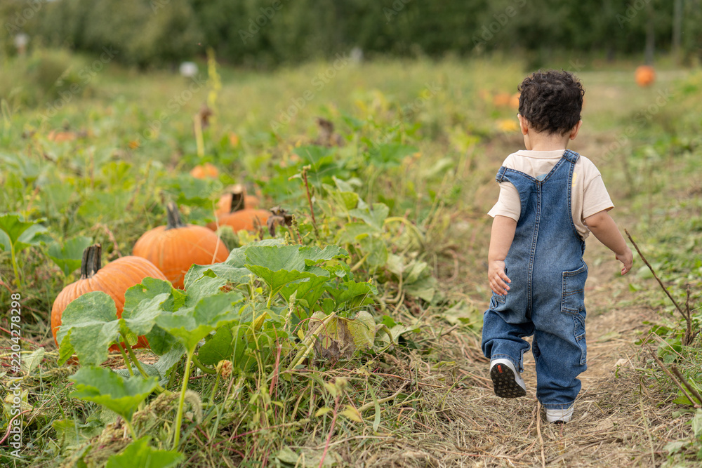 Fototapeta premium Rear view of a toddler in denim overalls walking through a vibrant autumn pumpkin patch field