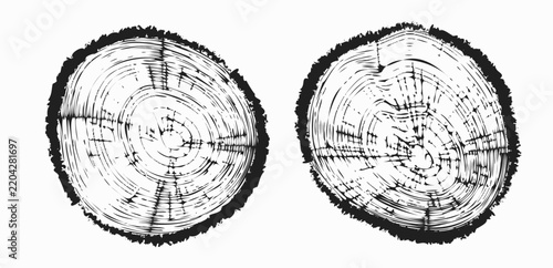 Tree trunk cut texture, wood slice annual rings vector pattern