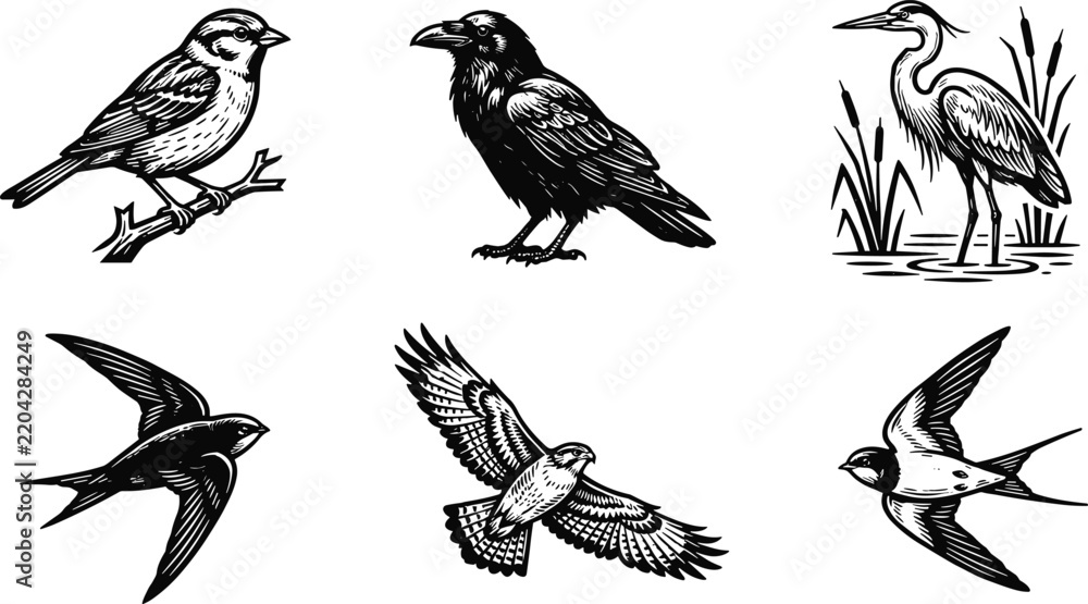 Obraz premium Set of hand drawn birds in vintage engraving style