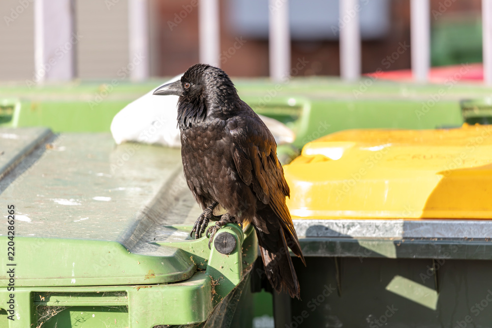 Fototapeta premium Photograph of an Australian Raven black bird standing on the lid of a large rubbish bin in a carpark in the Western Sydney town of Penrith in New South Wales, Australia
