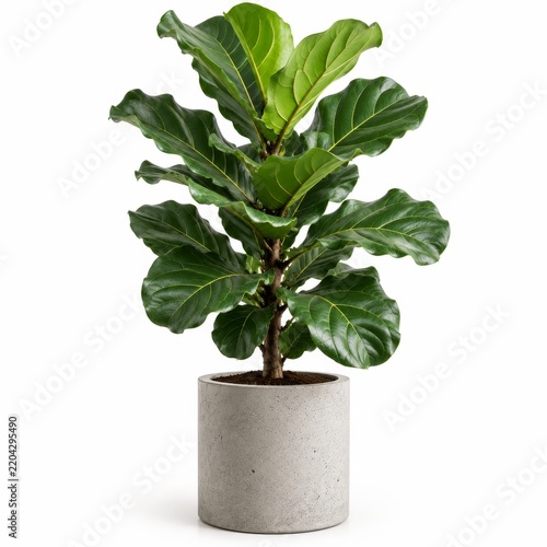 Fiddle Leaf Fig Tree in a Concrete Pot for Indoor Decoration