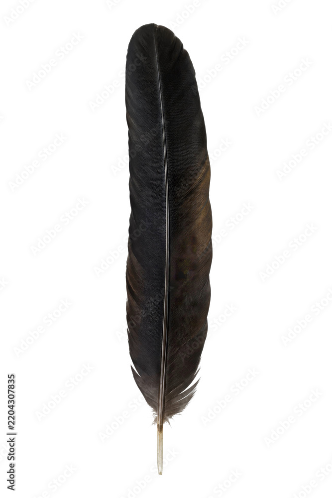 Fototapeta premium Single black bird feather isolated on a clean white background for creative design projects
