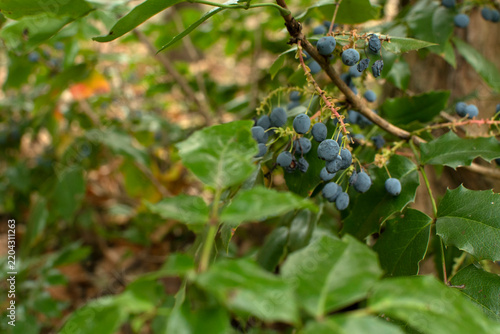 Foto Mahonia aquifolium berries growing on a bush