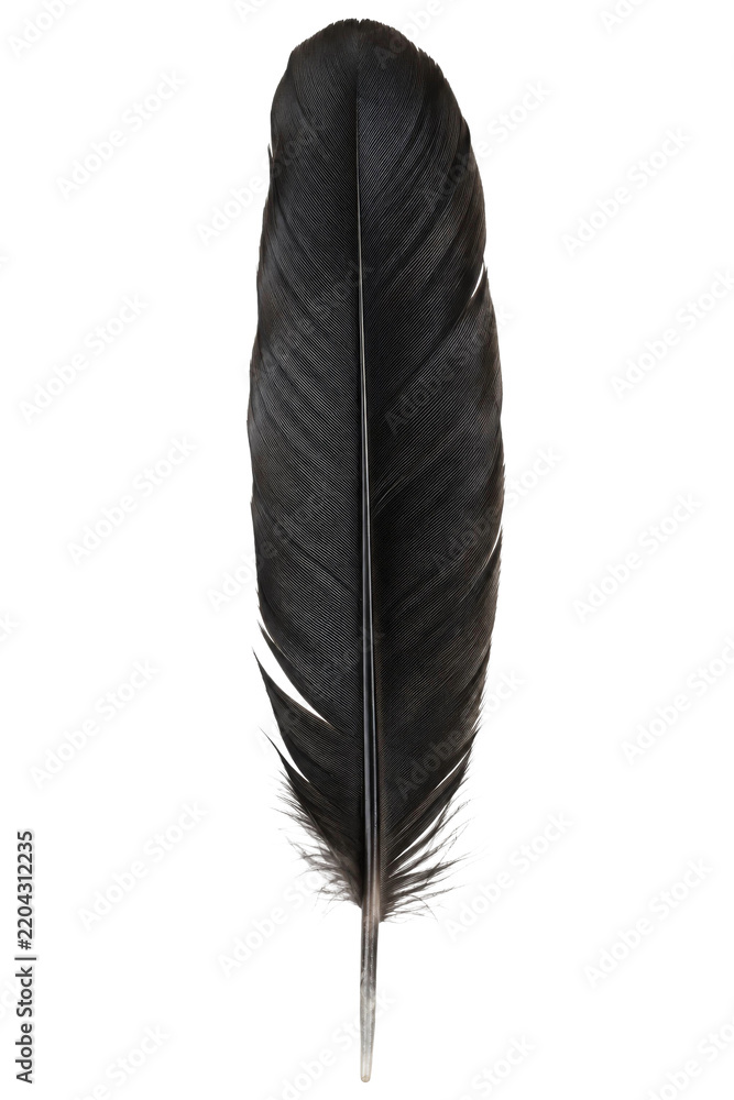 Fototapeta premium Single black raven feather isolated on a clean white background for creative design projects