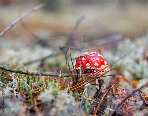 Foto Small Fly Agaric Mushroom (Amanita muscaria) Peeking Through Pine Needles with C