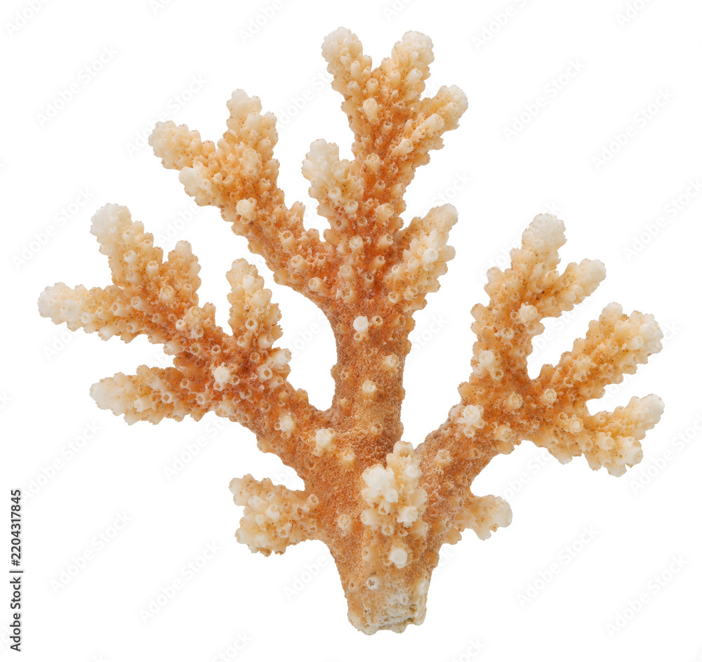 Naklejka premium A single piece of dried orange branching coral isolated on a clean white background studio shot