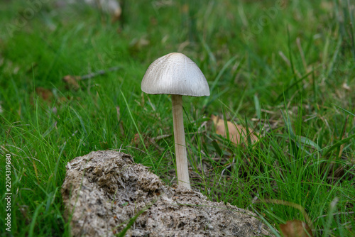 Fotografie White cap dung fungus growing in a cow pat