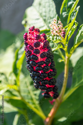 American pokeweed berries Phytolacca americana plant closeup