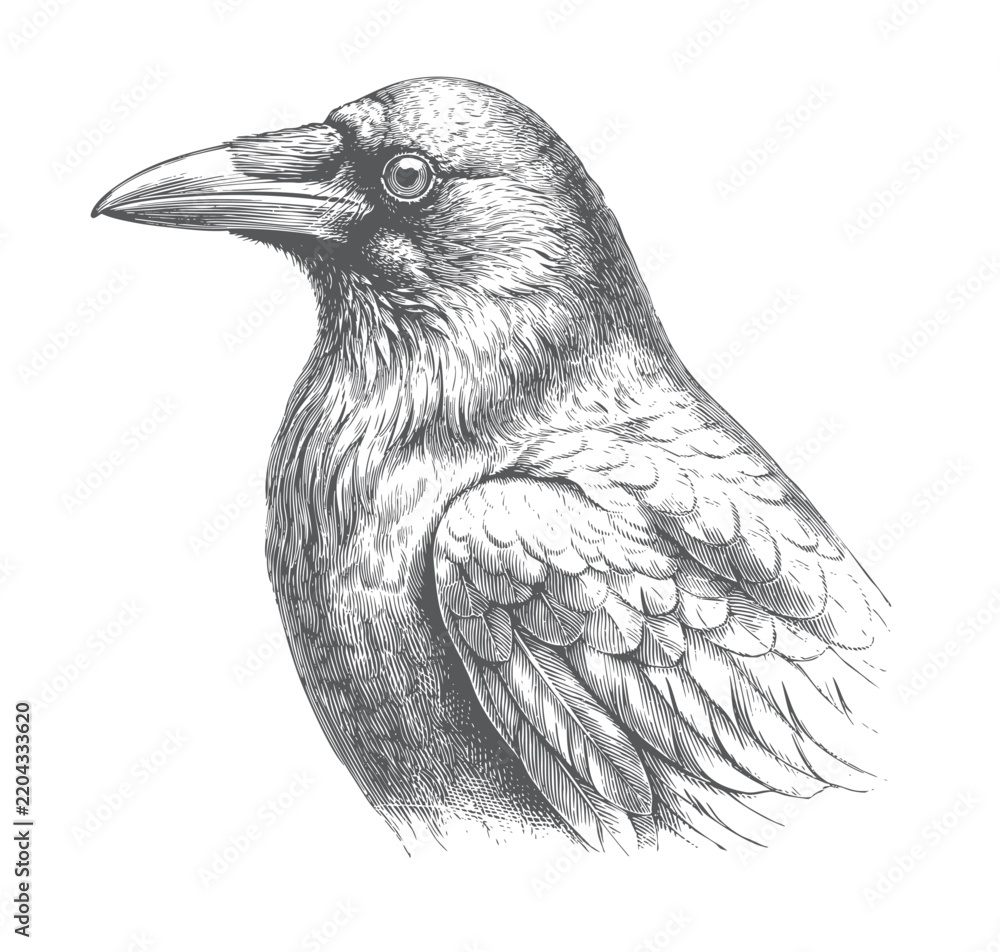 Fototapeta premium Crow bird head portrait in vintage engraving illustration with hand drawn ink line work. 