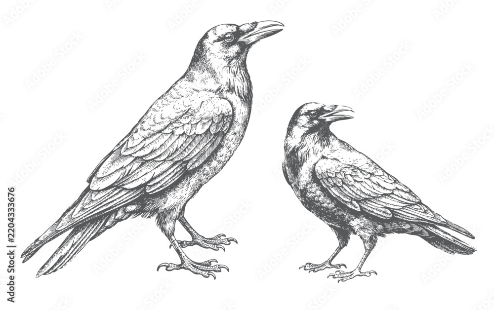 Fototapeta premium Two crow birds, hand drawn vintage engraving illustration with detailed feathers and natural standing poses.