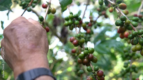 Senior farmer hand picking ripe coffee cherries on a coffee plantation
