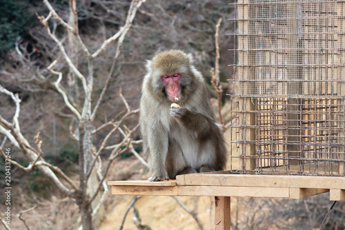 Wild Japanese macaque with gray fur and a red face eating food on a wooden platform beside a wire mesh structure in a forested area of Kyoto, Japan. Selective Focus