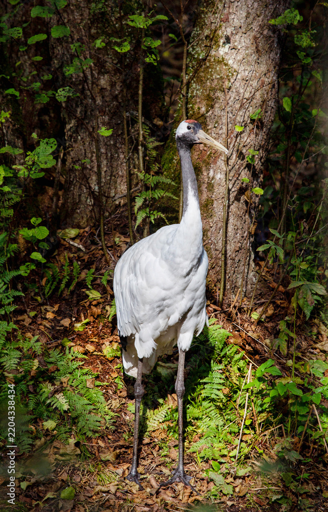 Obraz premium An American crane stands in the forest on a bright sunny day. Animals, birds, ornithology, ecology.