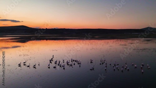 Wide Drone Shot of Flamingo Flock Scattering on Lake at Orange Sunset