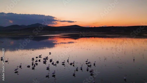 Wide Drone Shot of Flamingo Flock Scattering on Lake at Orange Sunset