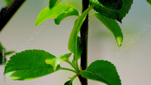 Close Up of Fresh Green Leaves on Young Tree Branch in Spring