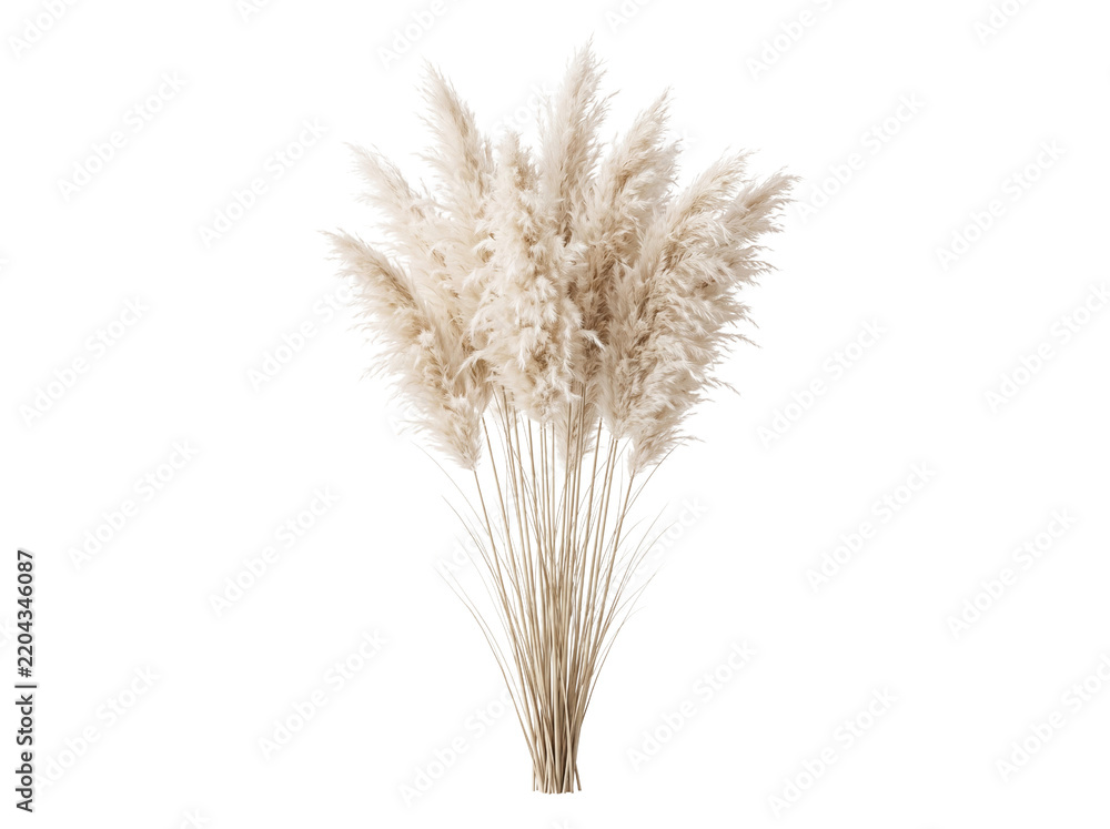 Fototapeta premium Bouquet of fluffy white pampas grass stems isolated on white background with botanical ornamental isolated background