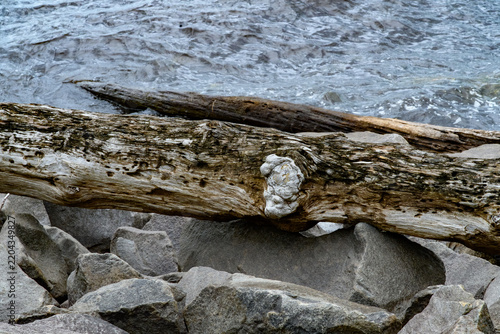 A large tree trunk washed ashore as driftwood, featuring a characteristic rounded woody outgrowth on its surface—a burl