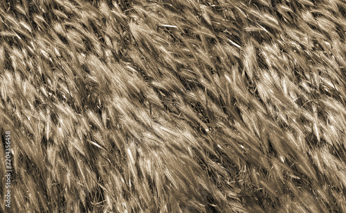 A layer of green ears of grain