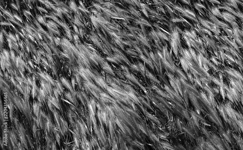 A layer of green ears of grain