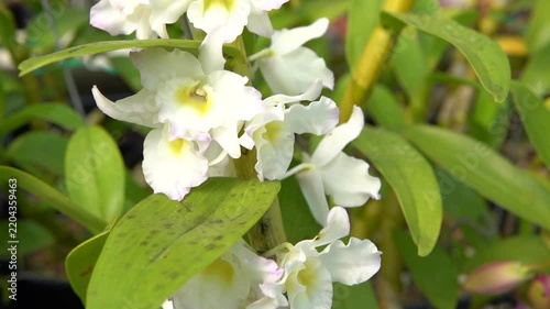 White Dendrobium nobile orchid in full bloom with delicate flowers