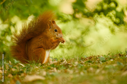 Obraz na płótnie Red squirrel sitting on the ground and eating food held in its front paws, with