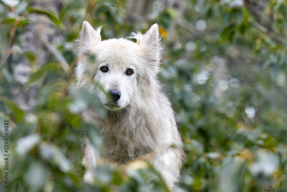 Fototapeta premium adorable wild wolf in the forest surrounded by trees