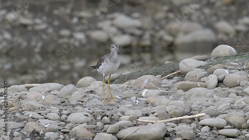 bird on a rock,  Yellowlegs, nature, wild, wildlife, Canada,